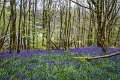 Bluebells and wild garlic in Rossmore Forest Park - May 2017 (27)